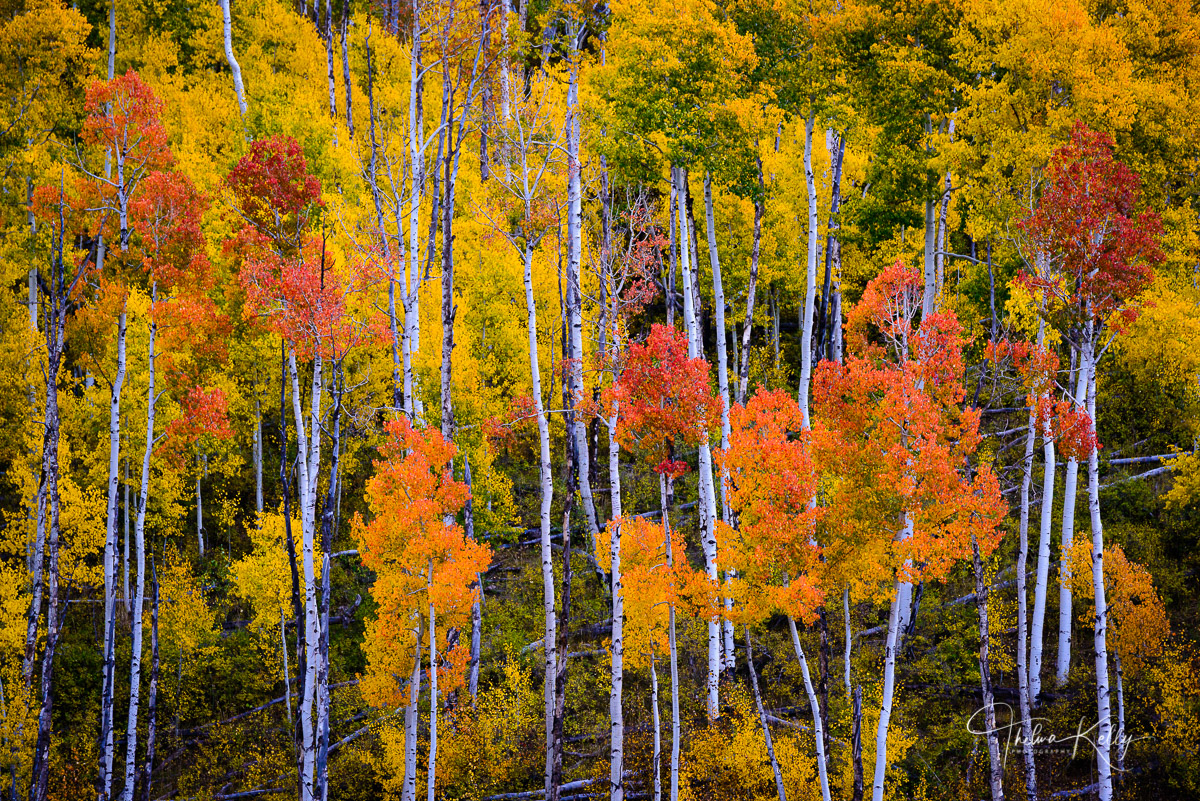 Autumn Magic | Colorado | THELMA KELLY PHOTOGRAPHY